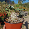 Elephants Trunk Plant - Pachypodium namaquanum