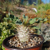 Elephants Trunk Plant - Pachypodium namaquanum