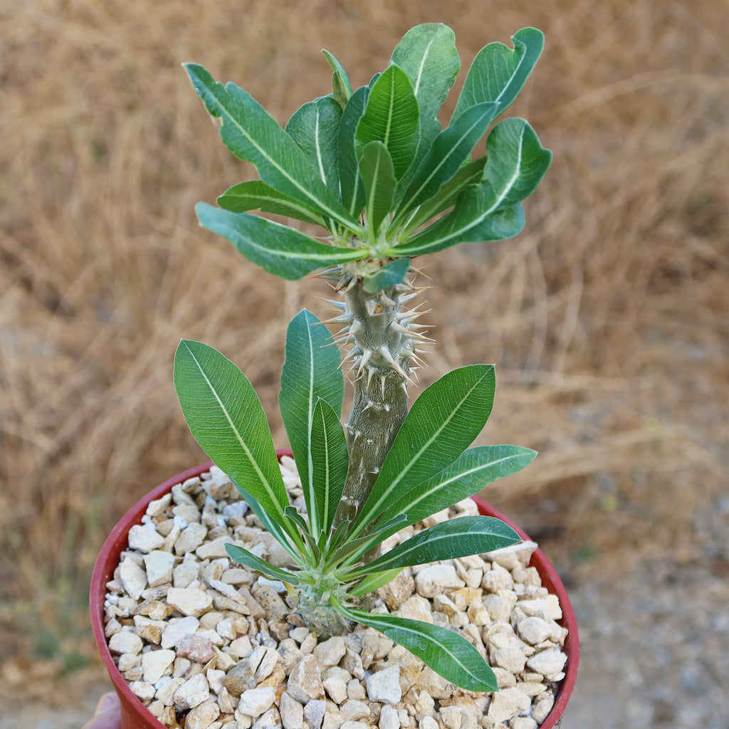 Pachypodium horombense