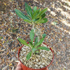 Pachypodium horombense