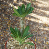 Pachypodium horombense