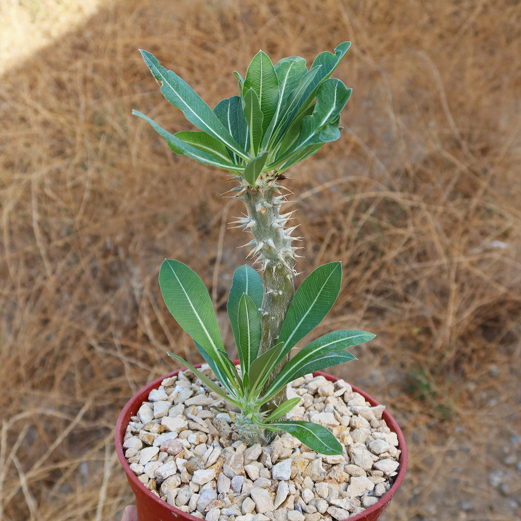 Pachypodium horombense