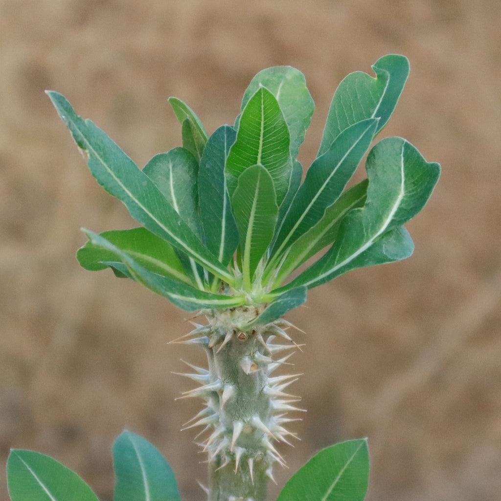 Pachypodium horombense