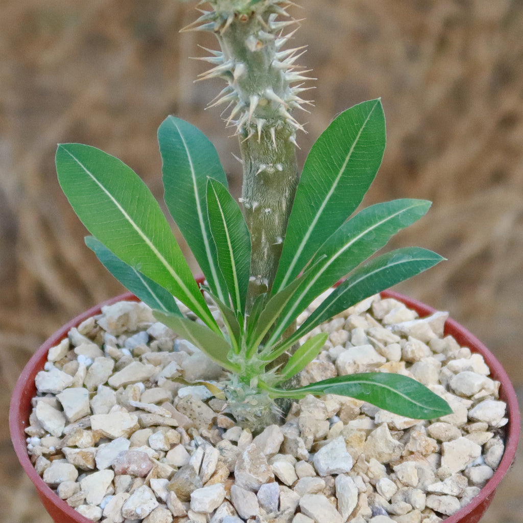 Pachypodium horombense
