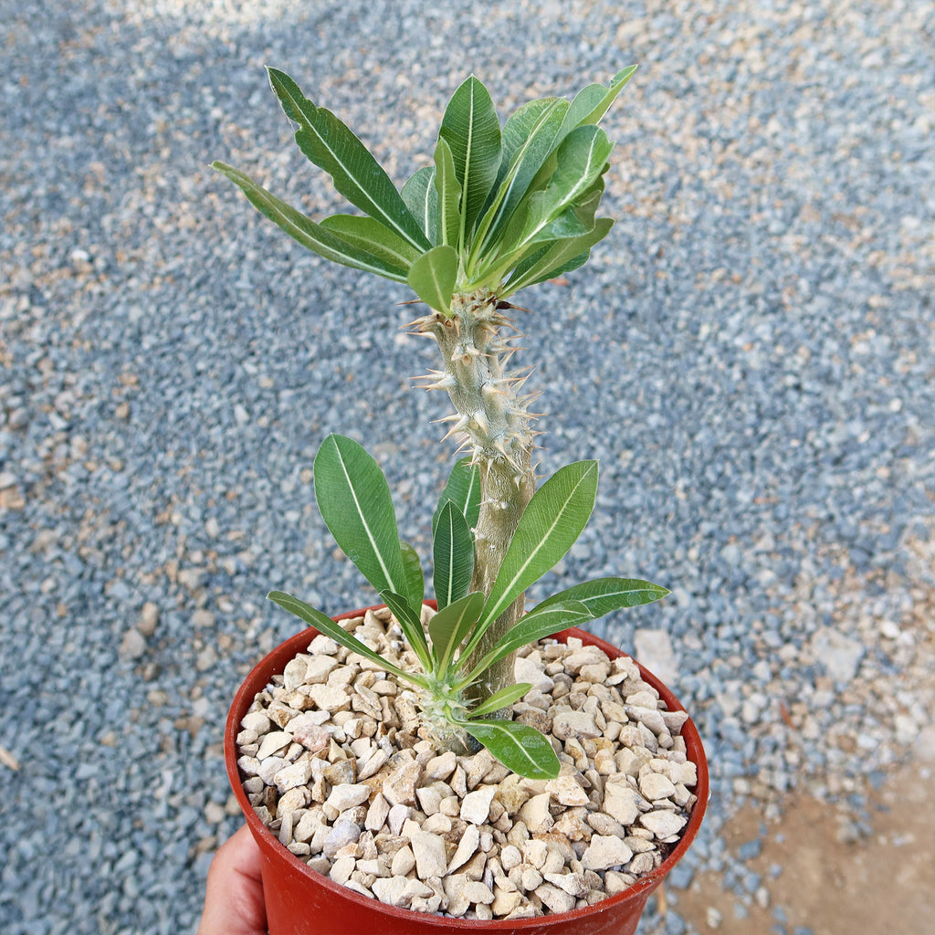 Pachypodium horombense