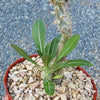 Pachypodium horombense