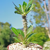 Pachypodium horombense