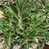 Pachypodium lealii