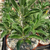 Pachypodium lealii