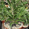 Pachypodium lealii