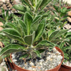 Pachypodium lealii