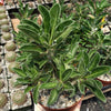 Pachypodium lealii