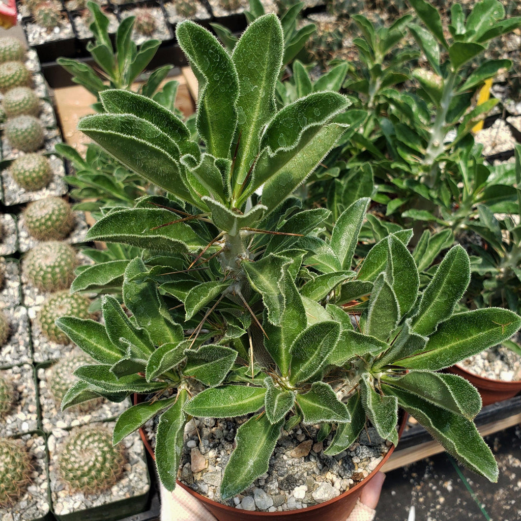 Pachypodium lealii