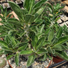 Pachypodium lealii