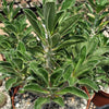 Pachypodium lealii