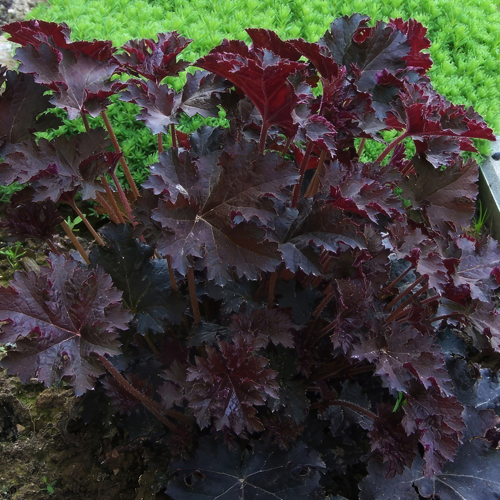 Palace Purple Coral Bells – Heuchera ‘Palace Purple’