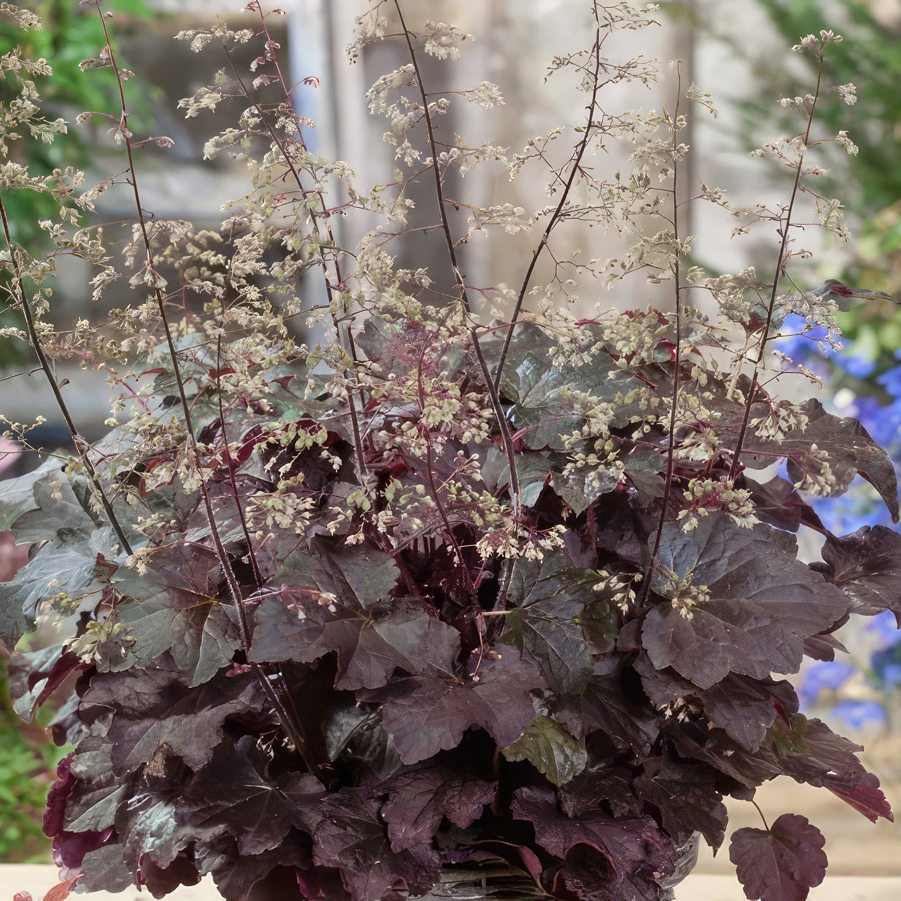 heuchera indoor plant Shop 'Heuchera Palace Purple Coral Bells' Care & Info