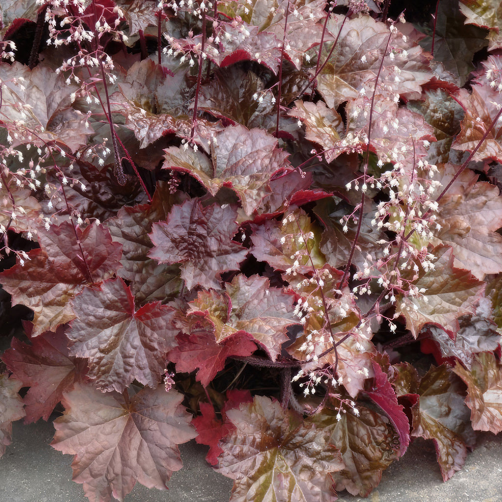 Palace Purple Coral Bells – Heuchera ‘Palace Purple’