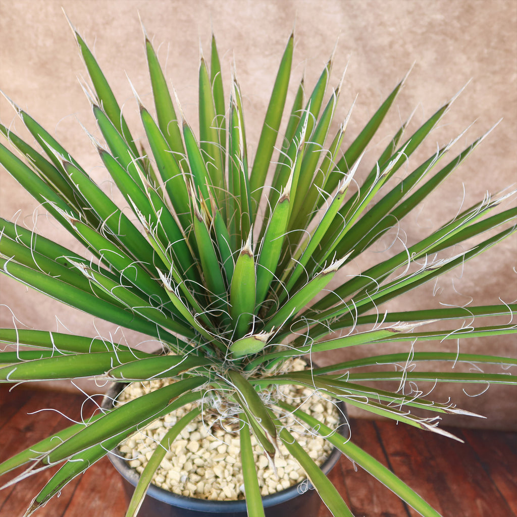 Sunny Tree - Yucca Rostrata – Palma – Altezza tronco 20/30 cm – 120 cm – Resistente – Giglio di palma Sunny Tree - Yucca Rostrata – Palma – Altezza tronco 20/30 cm – 120 cm – Resistente – Giglio di palma