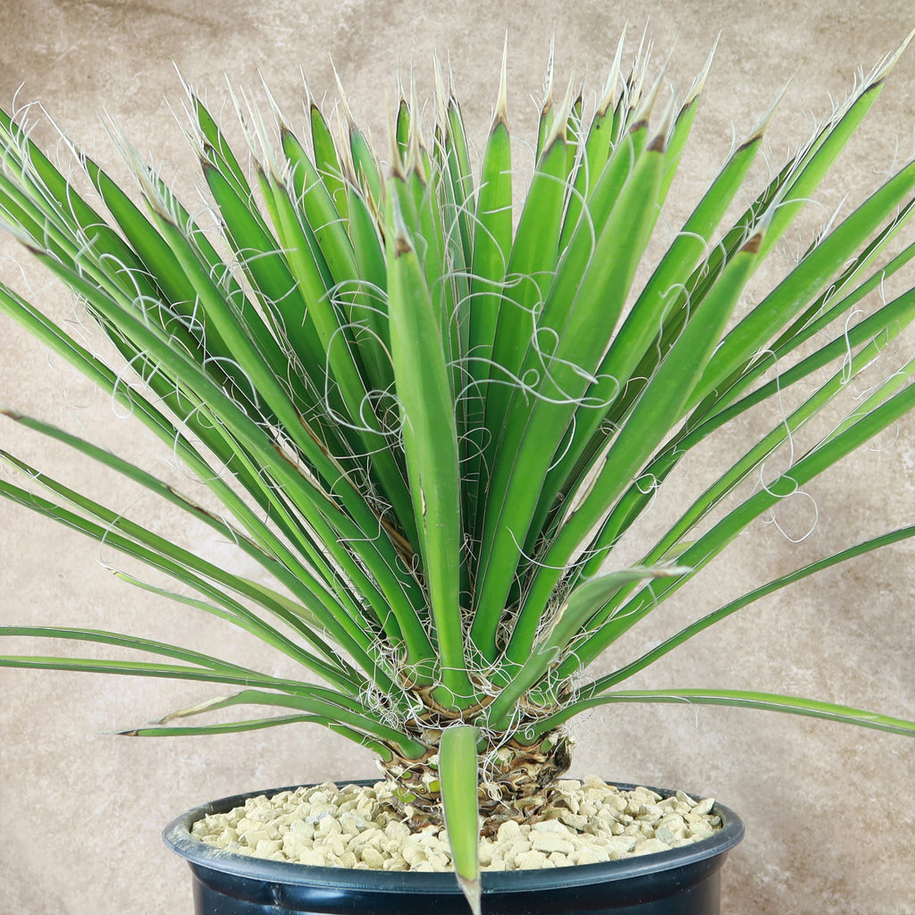 Palma China ‘Yucca filifera’