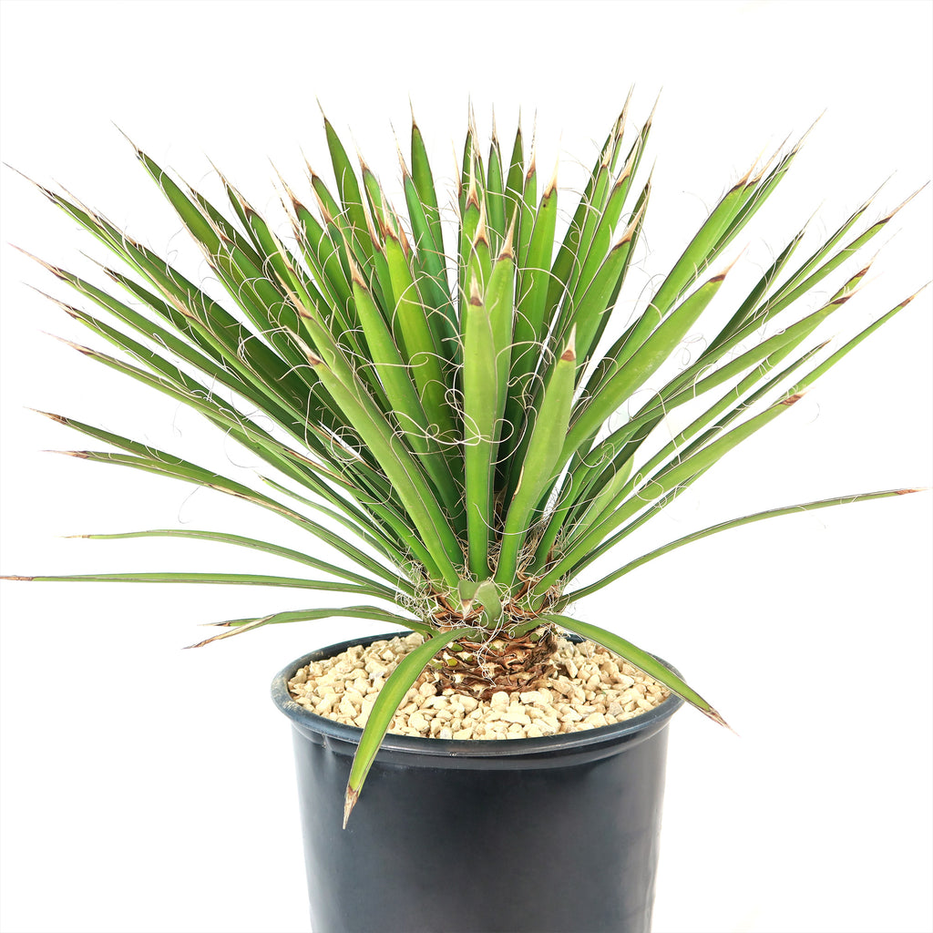 Palma China ‘Yucca filifera’