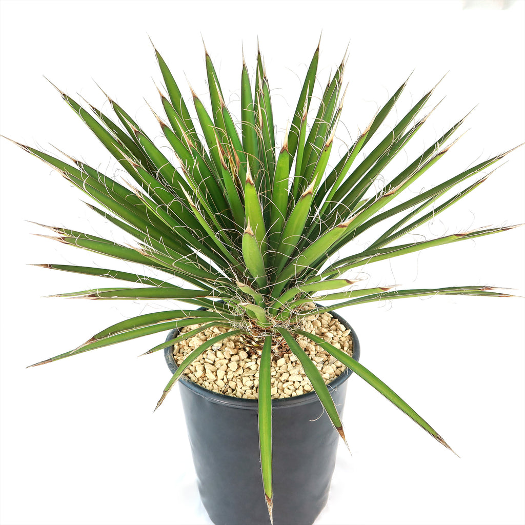 Palma China ‘Yucca filifera’