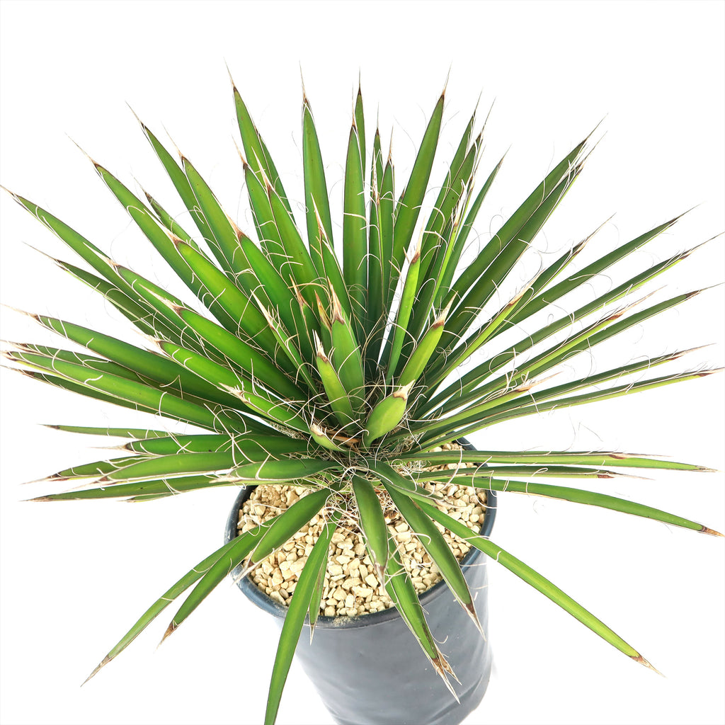 Palma China ‘Yucca filifera’