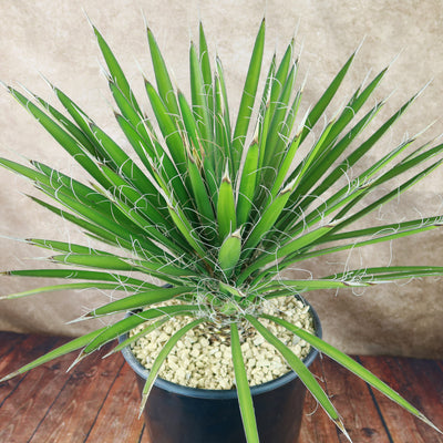 palma plant Palma China ‘Yucca filifera’