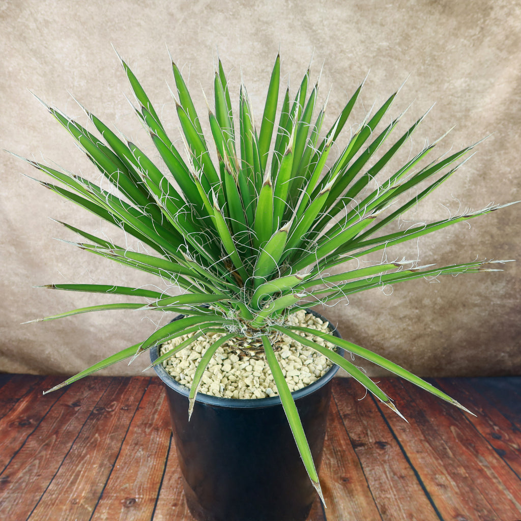 Palma China ‘Yucca filifera’