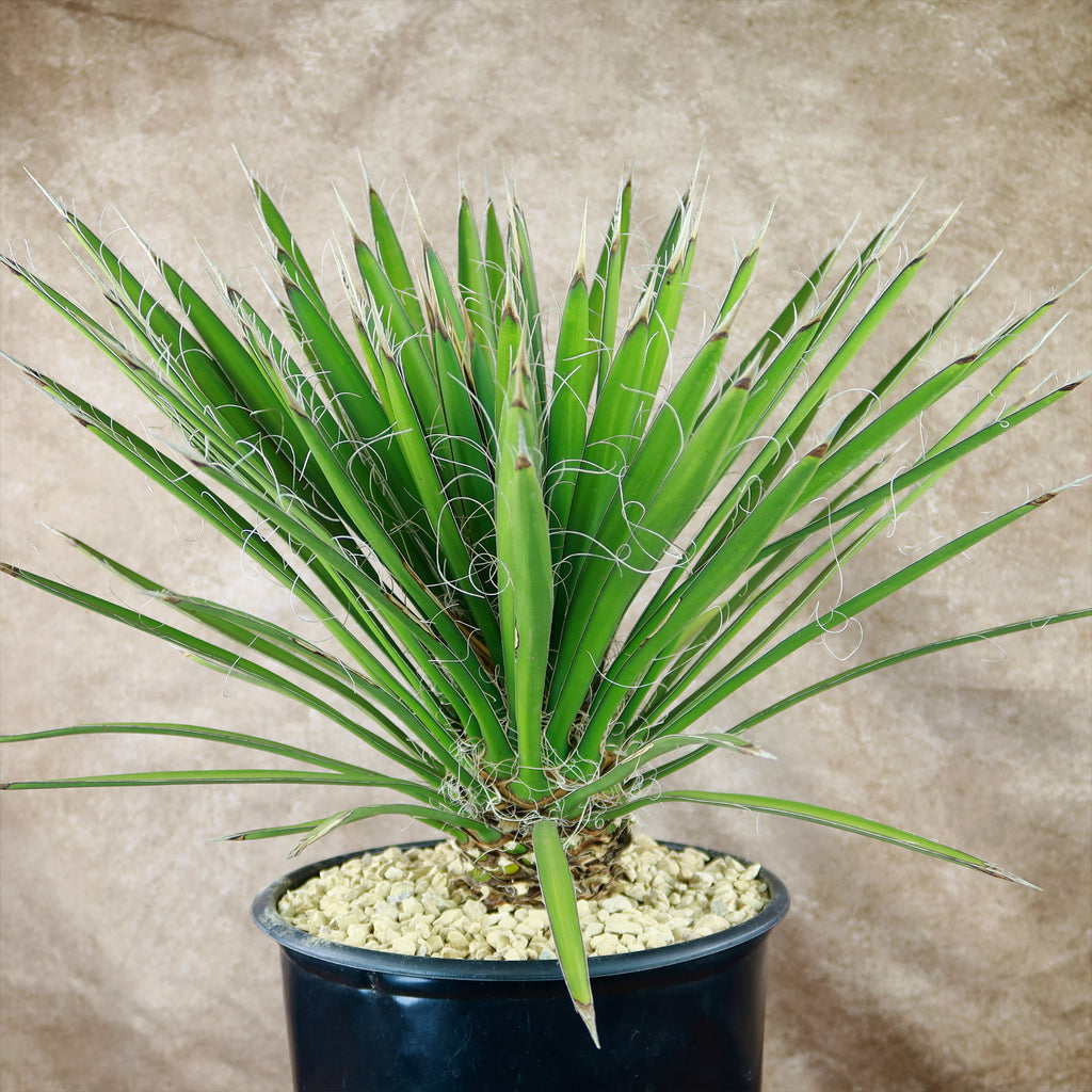 Palma China ‘Yucca filifera’