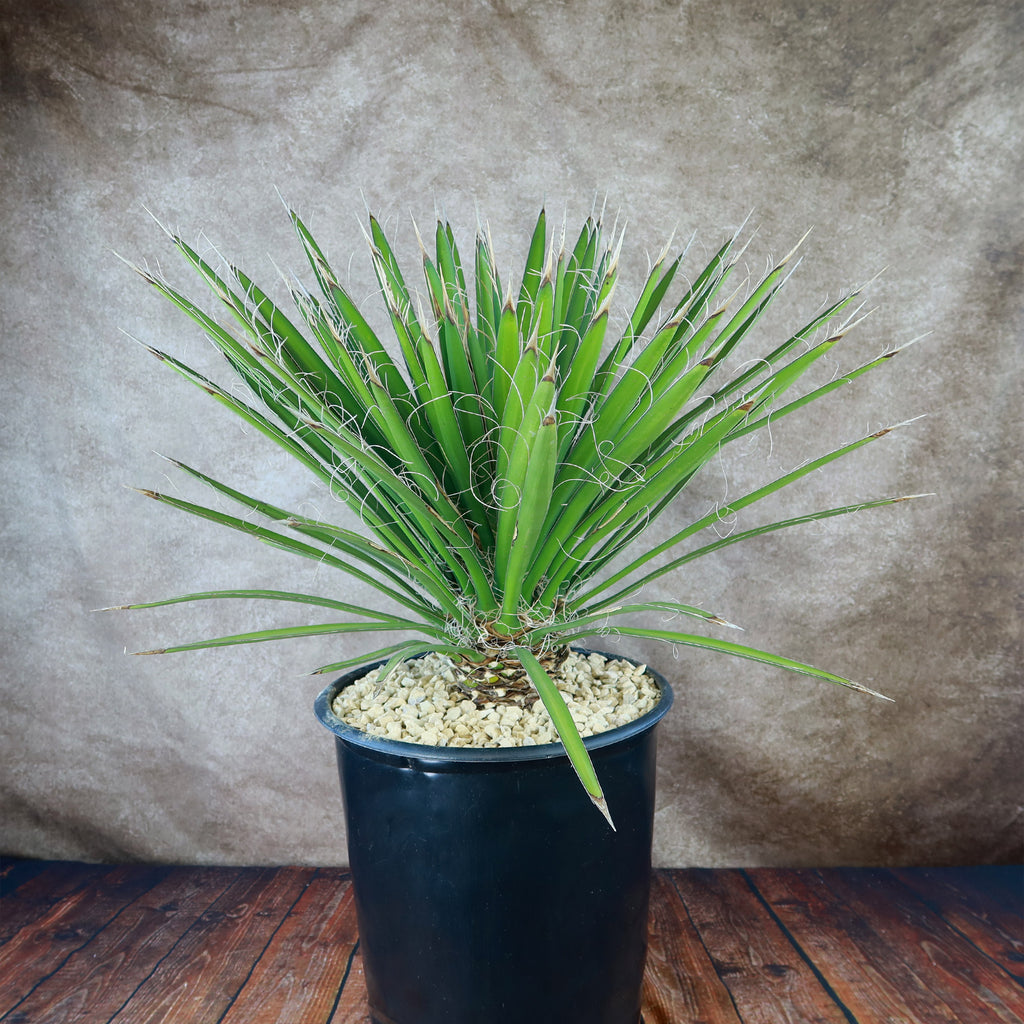 Palma China ‘Yucca filifera’