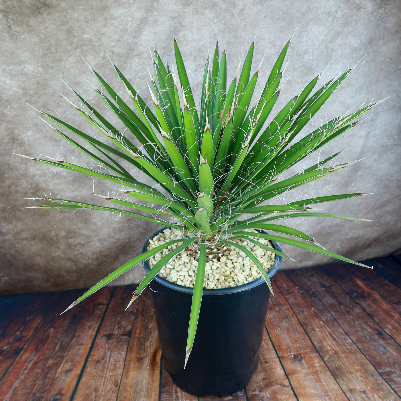 is yucca a succulent Shop 'Yucca filifera – Palma China' Care and Growing Guide