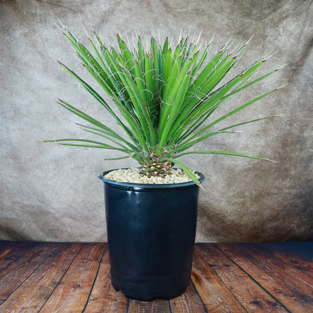 Palma China ‘Yucca filifera’