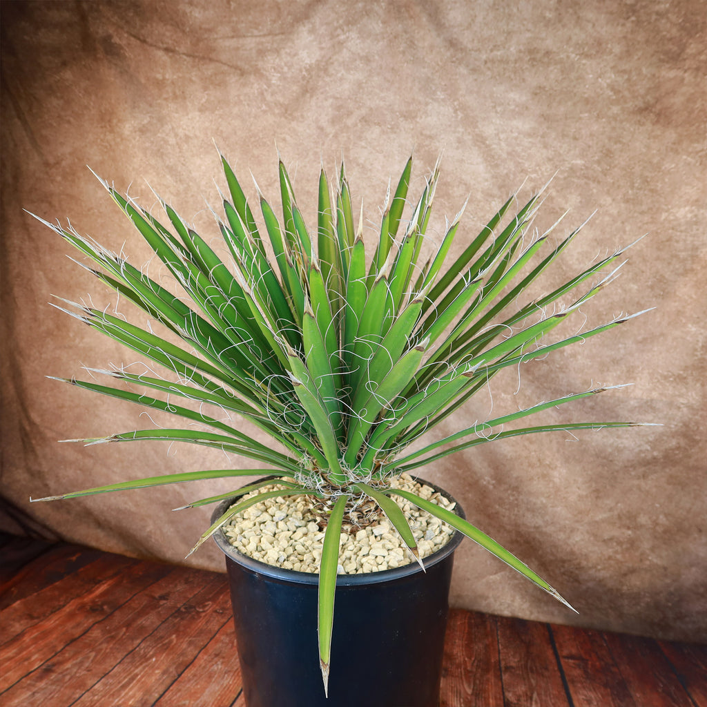 Palma China ‘Yucca filifera’