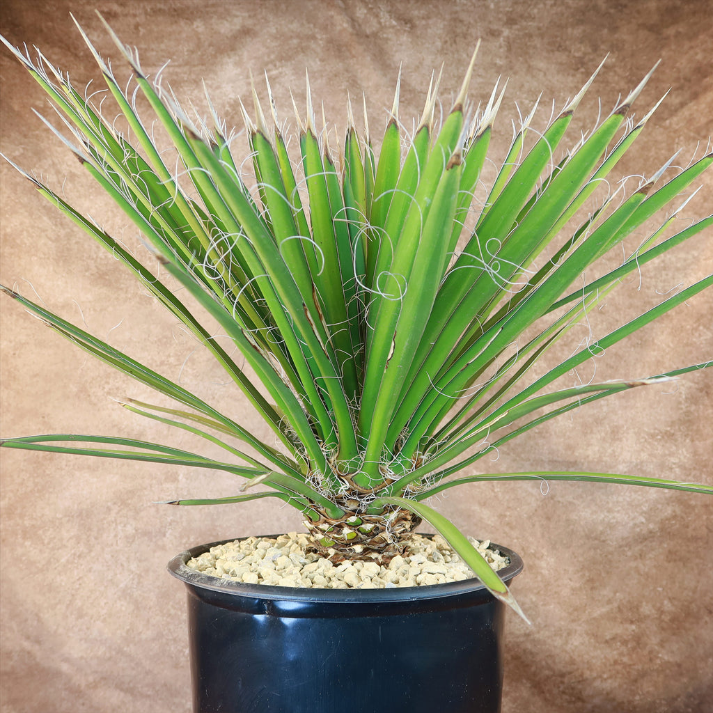 Palma China ‘Yucca filifera’