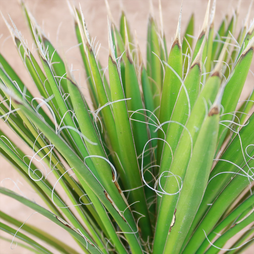 Palma China ‘Yucca filifera’