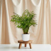 Parlor Palm ‘Chamaedorea elegans’ (Neanthe Bella Palm) 
