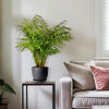 Parlor Palm ‘Chamaedorea elegans’ (Neanthe Bella Palm) 