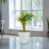 Parlor Palm ‘Chamaedorea elegans’ (Neanthe Bella Palm) 