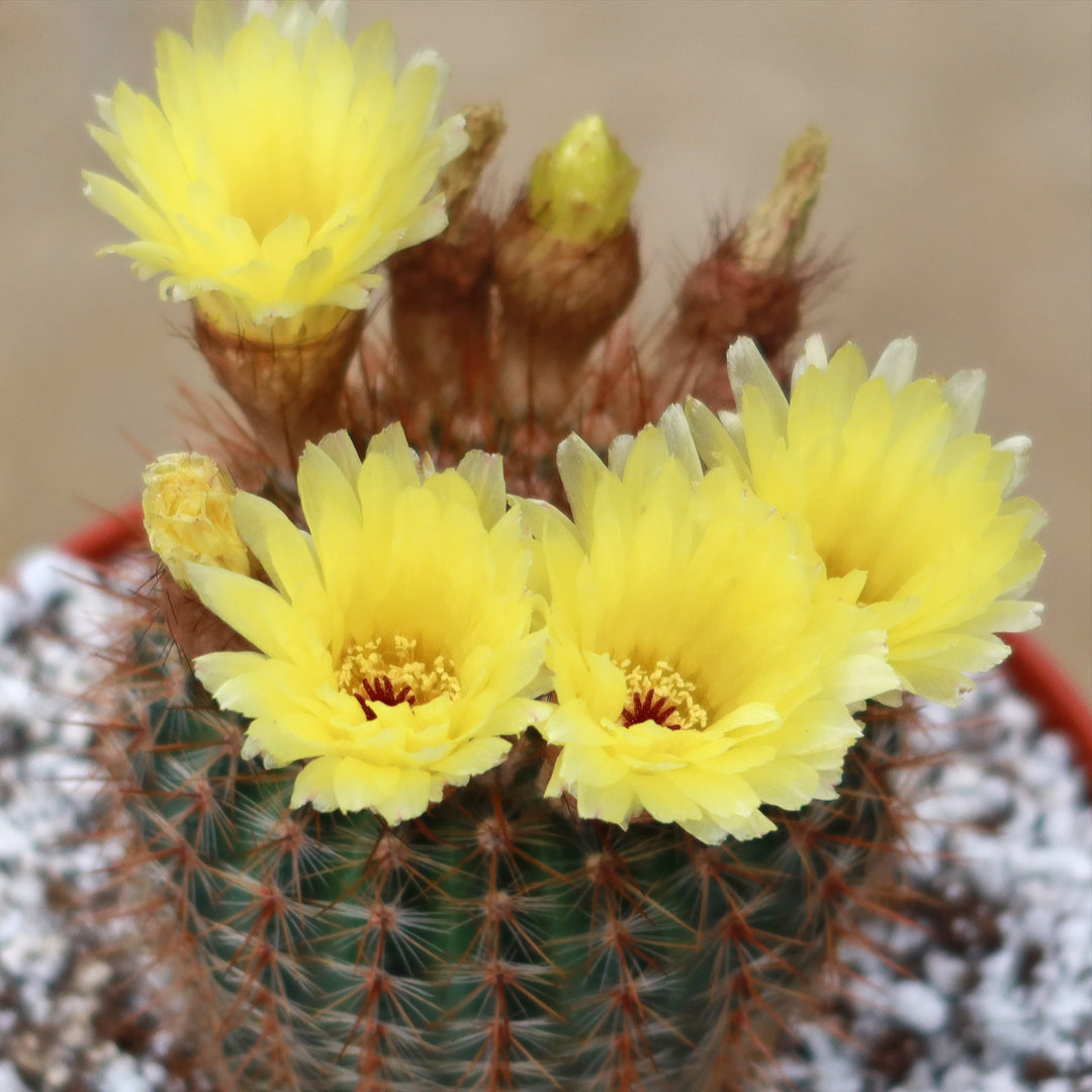 Common Ball Cactus - Parodia erubescense