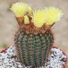 Common Ball Cactus - Parodia erubescense