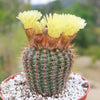 Common Ball Cactus - Parodia erubescense