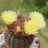 Common Ball Cactus - Parodia erubescense