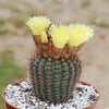 Common Ball Cactus - Parodia erubescense