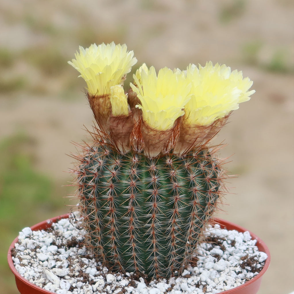 Common Ball Cactus - Parodia erubescense