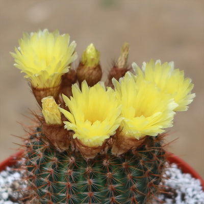 Common Ball Cactus - Parodia erubescense