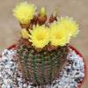 Common Ball Cactus - Parodia erubescense