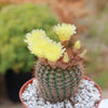 Common Ball Cactus - Parodia erubescense