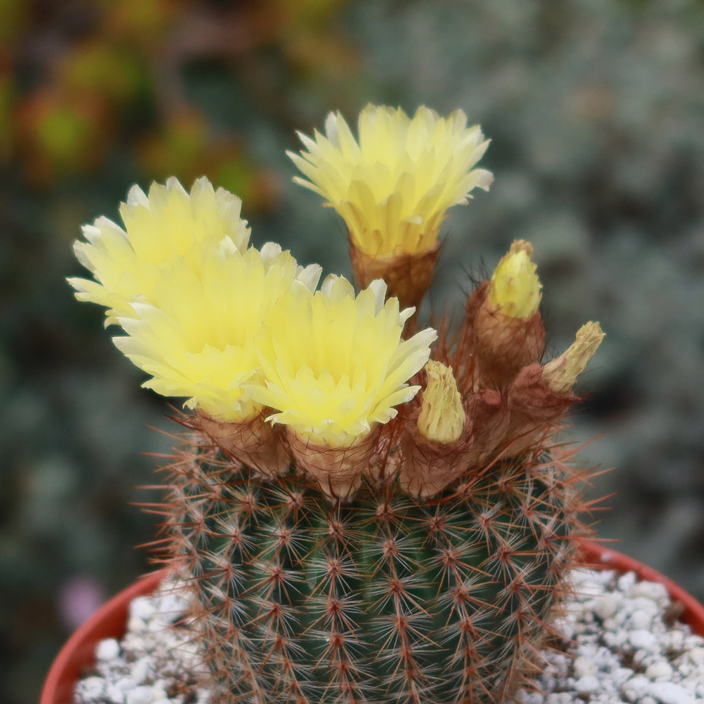 Common Ball Cactus - Parodia erubescense