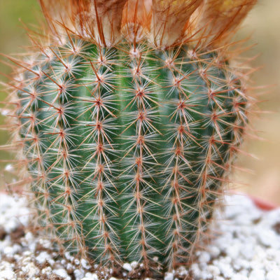 Common Ball Cactus - Parodia erubescense